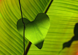 green leaf heart