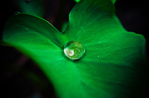 leaf with water drop